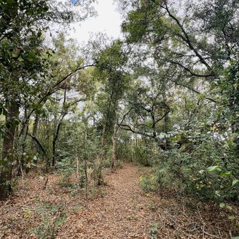 Barbara Pedersen Preserve - Parks Near Me - Lake Wales, Florida