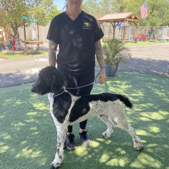 Retrievers and Friends - Pet Adoption Near Me Retrievers and Friends - Pet Adoption Near Me
