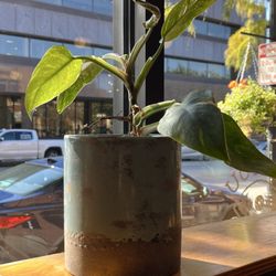 Elm City Coffee