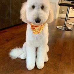Paws in Paradise Resort and Spa - After grooming