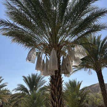 China Ranch Date Farm - Date Tree - Ranches Near Me - Tecopa, California