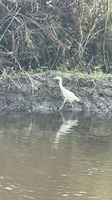 Canoe Outpost-Little Manatee River by null