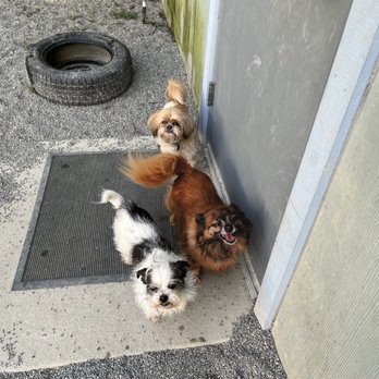 Run Dog Run - Pet Training Near Me - Kingston, Washington