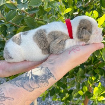 Big Boy Bullies - Pet Breeders Near Me Big Boy Bullies - Pet Breeders Near Me