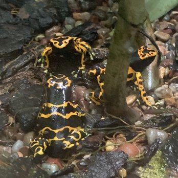 Denver Zoo - Bullet dart frogs - Zoos Near Me - Denver, Colorado Denver Zoo - Bullet dart frogs - Zoos Near Me - Denver, Colorado