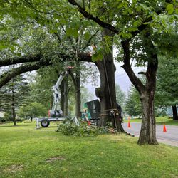 Arbor Management - Storm damaged limb that took some rigging.