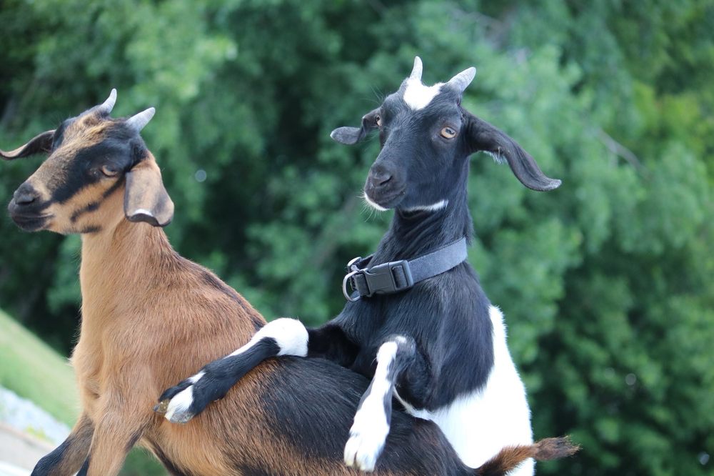 TOTES WITH MY GOATS MOBILE PETTING ZOO Updated September 2024