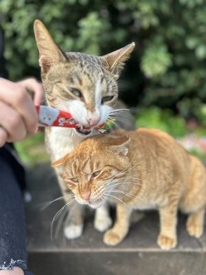 Houtong Cat Village by null