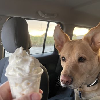 Starbucks - Pup cup for the birthday boy - Coffee & Tea Near Me - Jeffersonville, Indiana Starbucks - Pup cup for the birthday boy - Coffee & Tea Near Me - Jeffersonville, Indiana