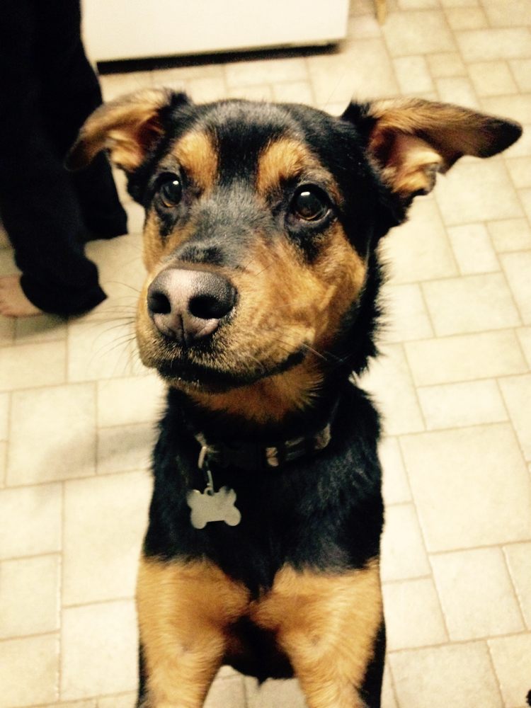 CHATTANOOGA PET CARE Chattanooga, Tennessee Pet Sitting Phone