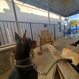 Outdoor dog beer garden Outdoor dog beer garden