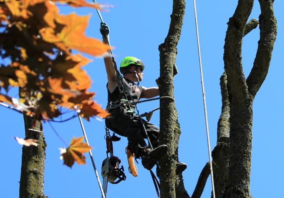 ALL AROUND ARBOR TREE SERVICE - Updated October 2025 - 73 Photos & 187 ...