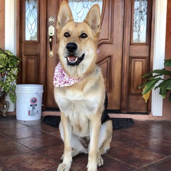 Shiny Paws & Claws - Bella is so happy after her wash & cut - Pet Groomers Near Me - Fontana, California Shiny Paws & Claws - Bella is so happy after her wash & cut - Pet Groomers Near Me - Fontana, California
