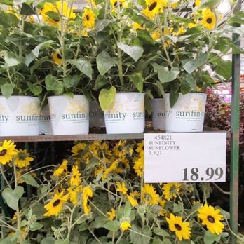 Costco Wholesale - Beautiful sunflowers - Wholesale Stores Near Me - Sacramento, California