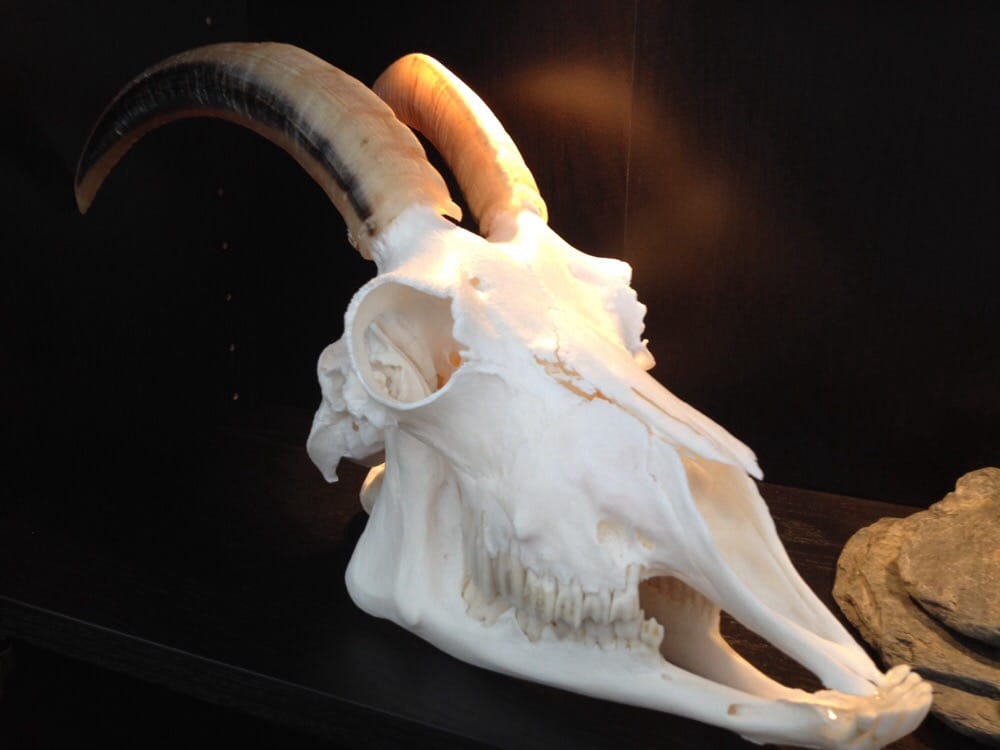 Schondelmayer Skull-Works - taxidermy in Hastings, MI