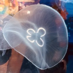 Sea Life Gardaland