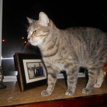 Beth's Pet Companions - We take care of cats and lots of other kinds of household pets. - Dog Walkers Near Me - Tampa, Florida Beth's Pet Companions - We take care of cats and lots of other kinds of household pets. - Dog Walkers Near Me - Tampa, Florida