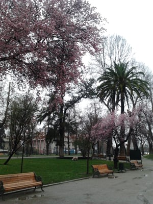 Parque Forestal by null
