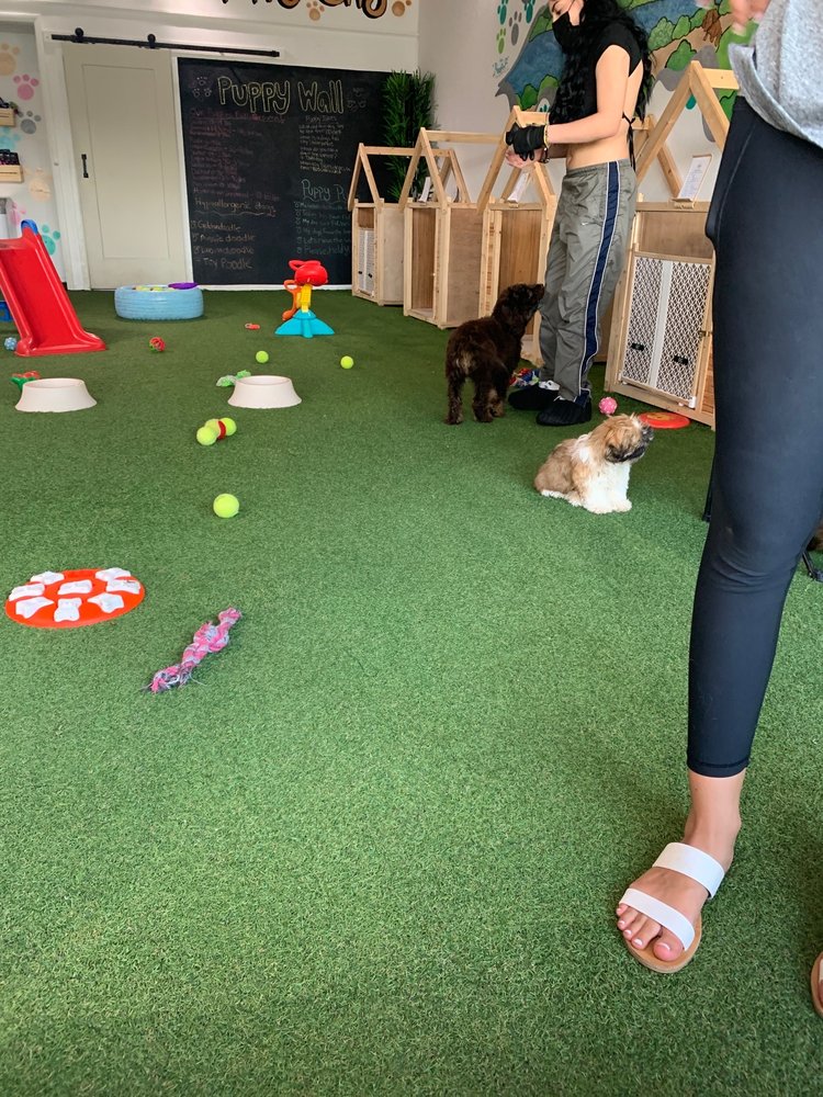 Puppy City Image