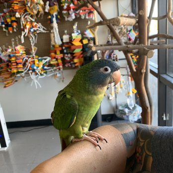 Pretty Feathers Bird Store - Blue crowned conure - Bird Shops Near Me - Apache Junction, Arizona Pretty Feathers Bird Store - Blue crowned conure - Bird Shops Near Me - Apache Junction, Arizona