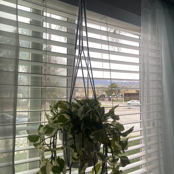 The Foliage Room - Another plant i got from her :) - Nurseries & Gardening Near Me - Redlands , California The Foliage Room - Another plant i got from her :) - Nurseries & Gardening Near Me - Redlands , California