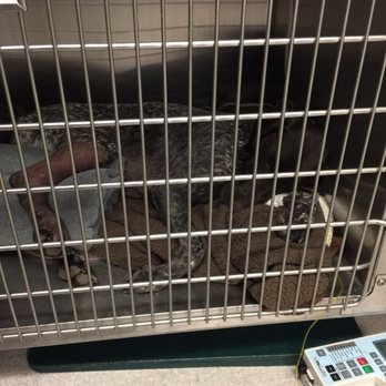 Emergency Pet Intensive Care - Sedated and resting at EPC - Emergency Pet Hospital Near Me - Temecula, California Emergency Pet Intensive Care - Sedated and resting at EPC - Emergency Pet Hospital Near Me - Temecula, California