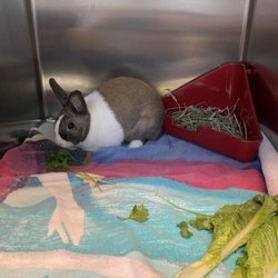 BluePearl - Skokie - Strawberry being treated