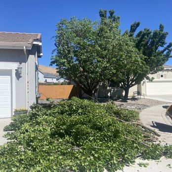 Expert Tree and Yard Service - Tree Services Near Me - Reno, Nevada