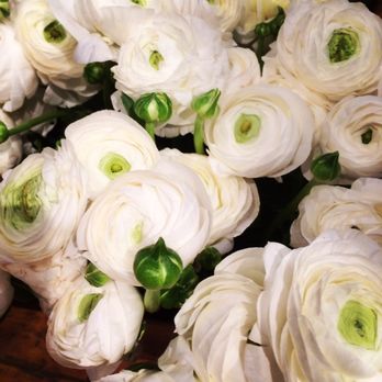 Steven Cox Flowers - Florists Near Me - Columbus, Ohio Steven Cox Flowers - Florists Near Me - Columbus, Ohio