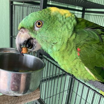 Pet Supplies Plus North Port - Inca - Pet Groomers Near Me - North Port, Florida Pet Supplies Plus North Port - Inca - Pet Groomers Near Me - North Port, Florida