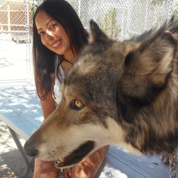 Wolf Mountain Sanctuary - Those eyes - Animal Shelters Near Me - Lucerne Valley, California