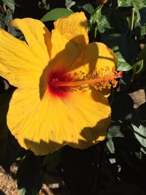 Farmers market in Kirkwood by null