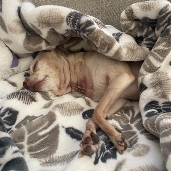 Jurney Veterinary Neurology - 1 day Post Op - Veterinarians Near Me - San Mateo, California Jurney Veterinary Neurology - 1 day Post Op - Veterinarians Near Me - San Mateo, California
