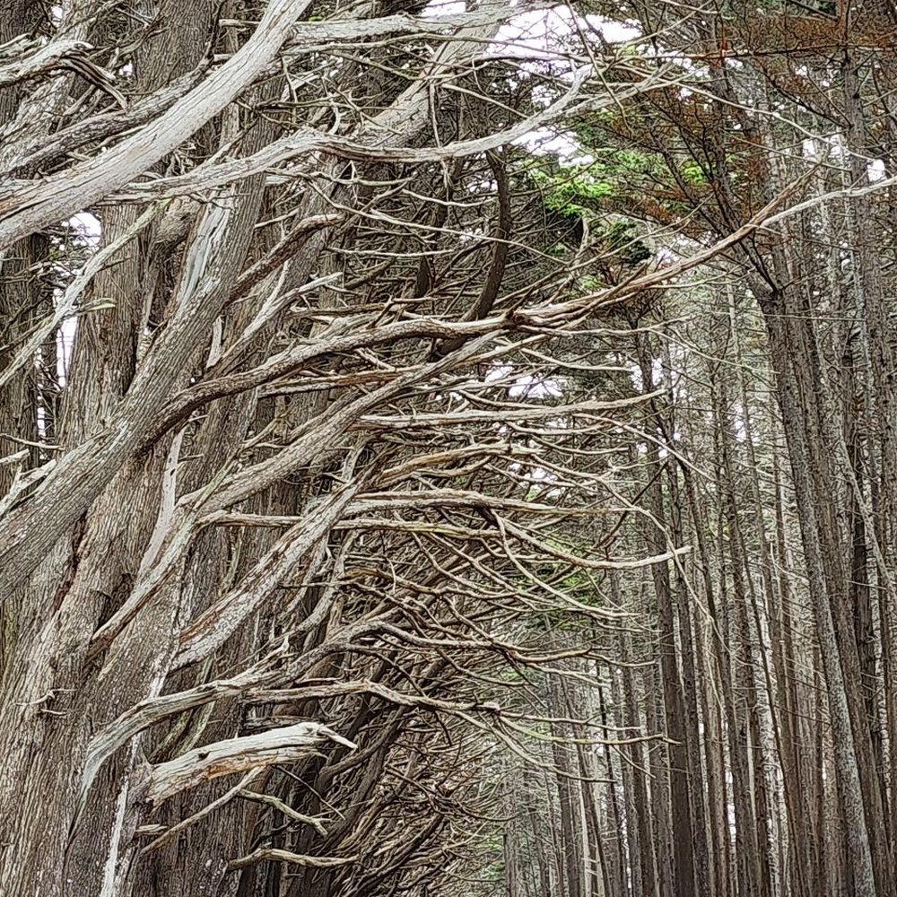 Fitzgerald Marine Reserve - Gorgeous Cypress trees planted by the owner long time ago - Parks Near Me - Moss Beach, California
