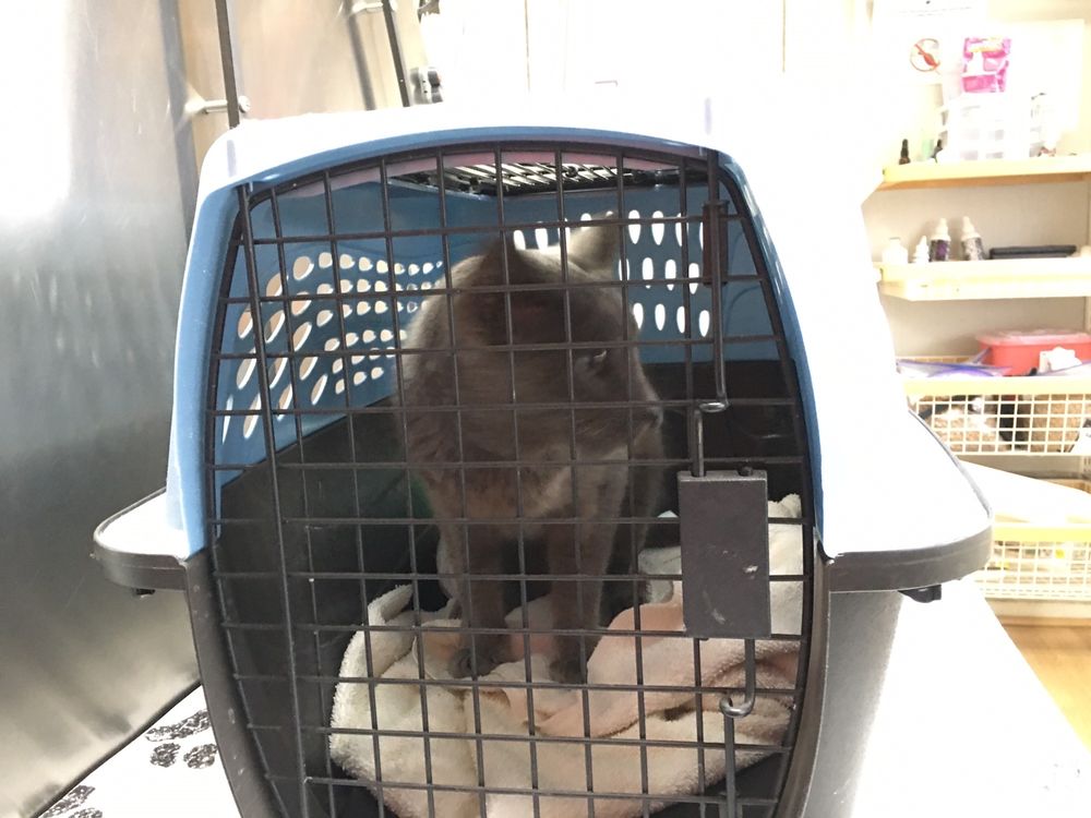 SOUTHSIDE VETERINARY CLINIC 23 Photos & 24 Reviews 3201 Cleburne Rd