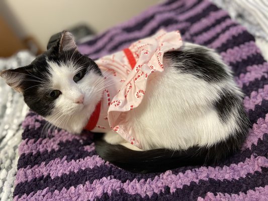 WHISKERS ANIMAL BENEVOLENT LEAGUE 14 Photos 24 Reviews Albany 