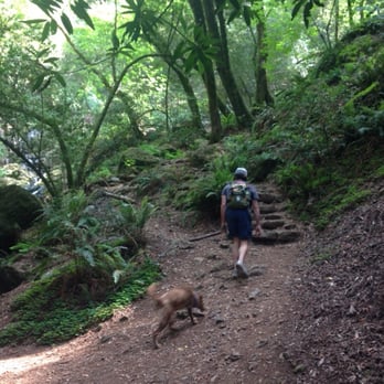 Cataract Falls Trail - Stairs - Hiking Near Me Cataract Falls Trail - Stairs - Hiking Near Me