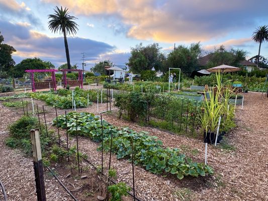 Olivewood Gardens and Learning Center by null