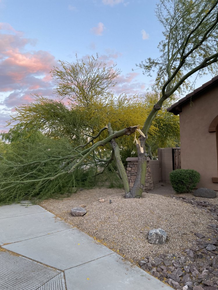 Tree Dominators - tree service in Phoenix, AZ