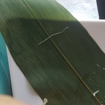 Sake 2 Me Sushi - Stray piece of cleaning brush bristle? - Sushi Bars Near Me - Simi Valley, California