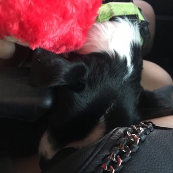 No Worries Sitting Services - Pet Sitting Near Me No Worries Sitting Services - Pet Sitting Near Me