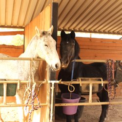 Central Park Stables - Happy boarder horses!