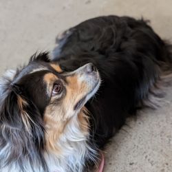 Don't forget that Thunderwing allows dogs inside & out!