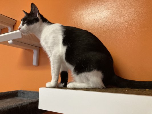 Mew Haven Cat Cafe by null