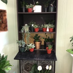 Indoor plants