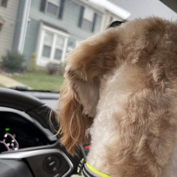 Posey Pups - HORRIBLE JOB!!! - Pet Groomers Near Me - Fairfax, Virginia Posey Pups - HORRIBLE JOB!!! - Pet Groomers Near Me - Fairfax, Virginia