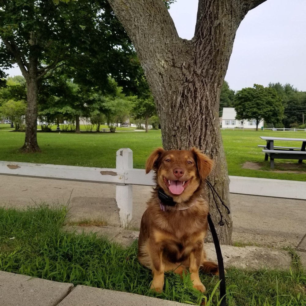 Off Leash K9 Training - Pet Training Near Me Off Leash K9 Training - Pet Training Near Me