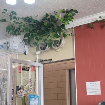 Delicate Nails & Spa - Ivy grown for freshness, oxygen and circulation. - Nail Salons Near Me - Walnut Creek, California Delicate Nails & Spa - Ivy grown for freshness, oxygen and circulation. - Nail Salons Near Me - Walnut Creek, California