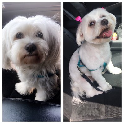 classy clips pet grooming