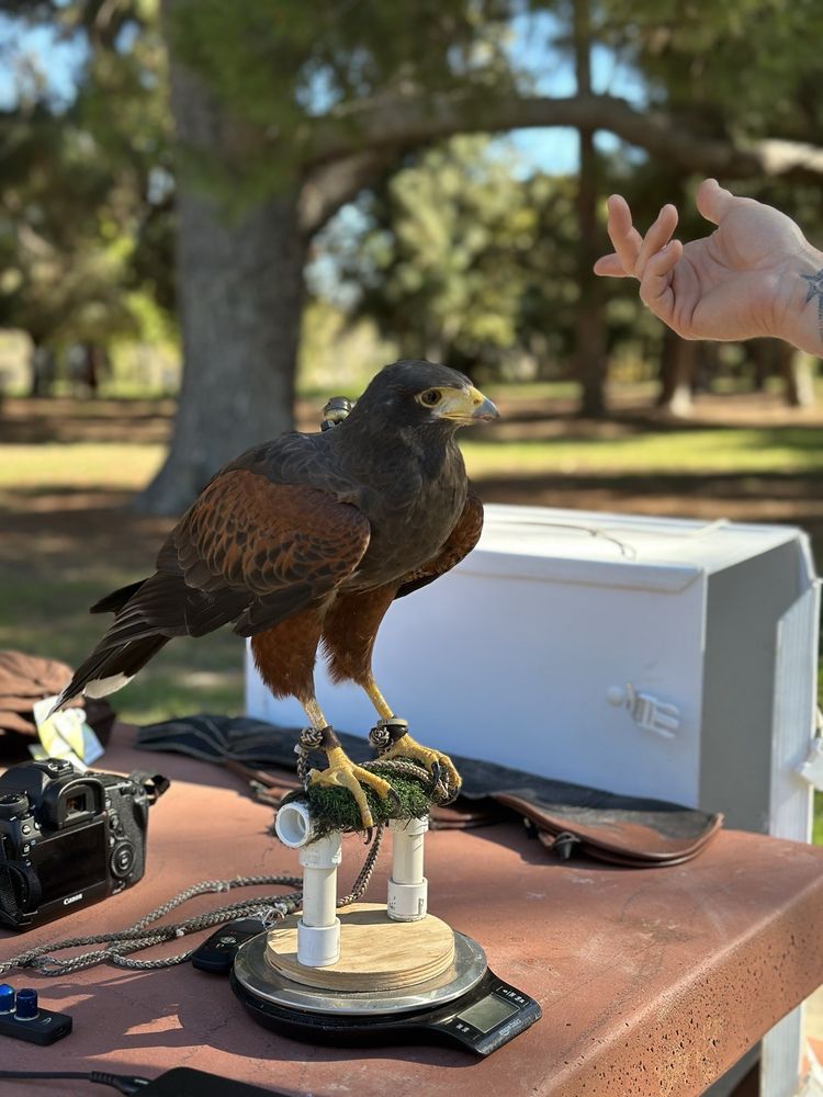 Hawk on Hand Falconry Logo